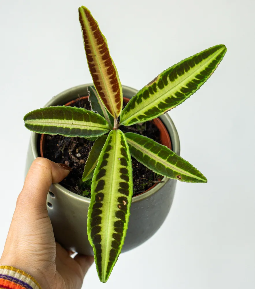 Labisia sp. 'Jabi Sunrise'