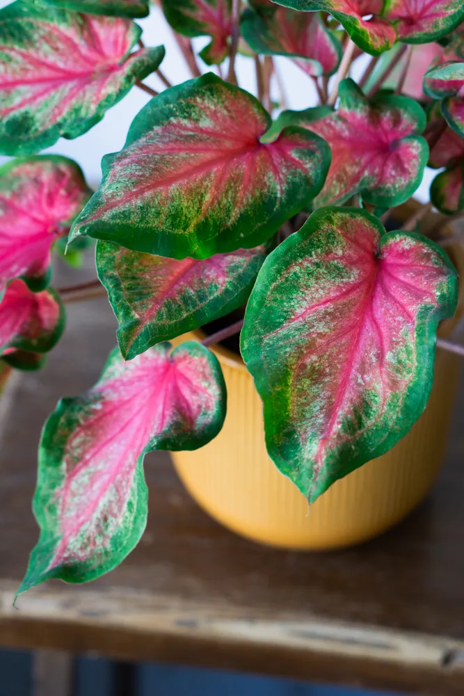 Caladium Freida Hemple