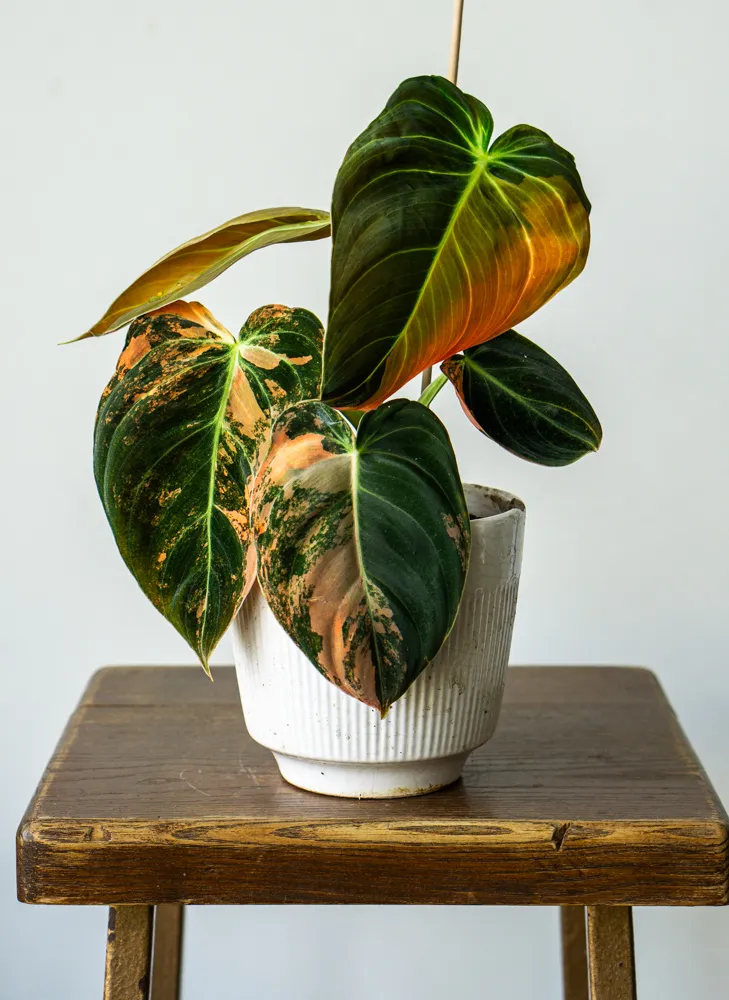 🦄✨ Philodendron Melanochrysum variegata (unicorn) - (05)