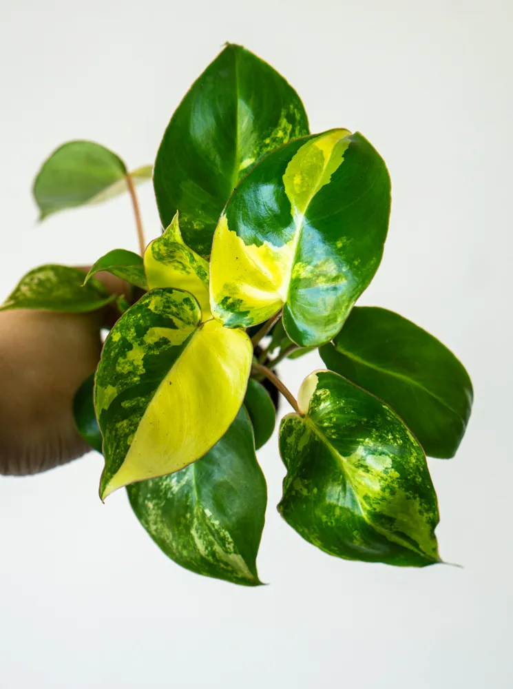 Baby Philodendron Burle Marx variegata