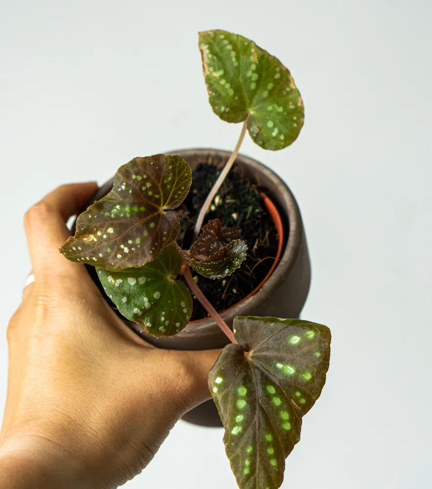 Begonia sp. 'Pandora'