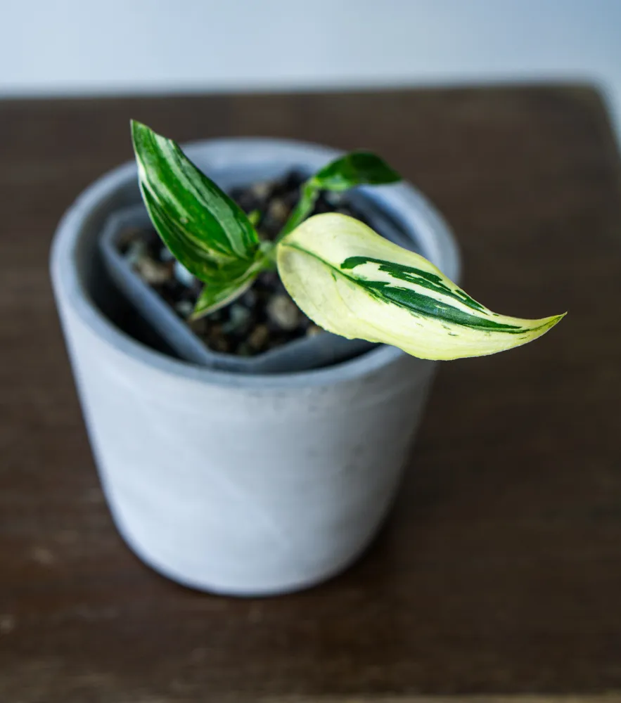 Epipremnum amplissimum "Silver Stripe" variegata