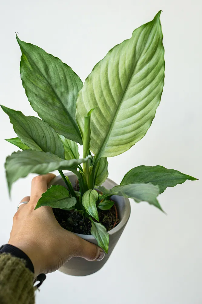 Spathiphyllum Blue Ice