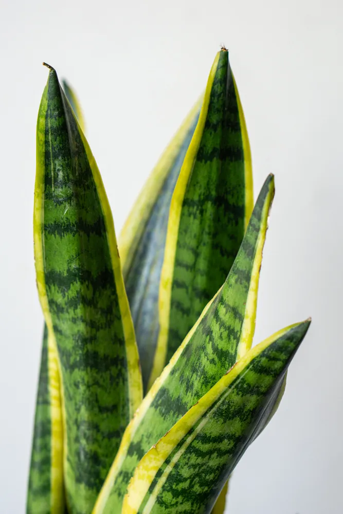 Sansevieria Laurentii
