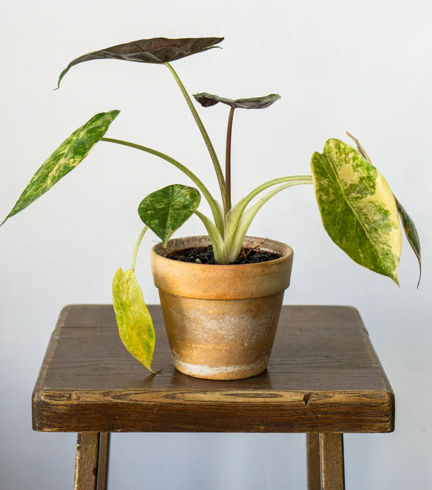 Alocasia Wentii Aurea variegata