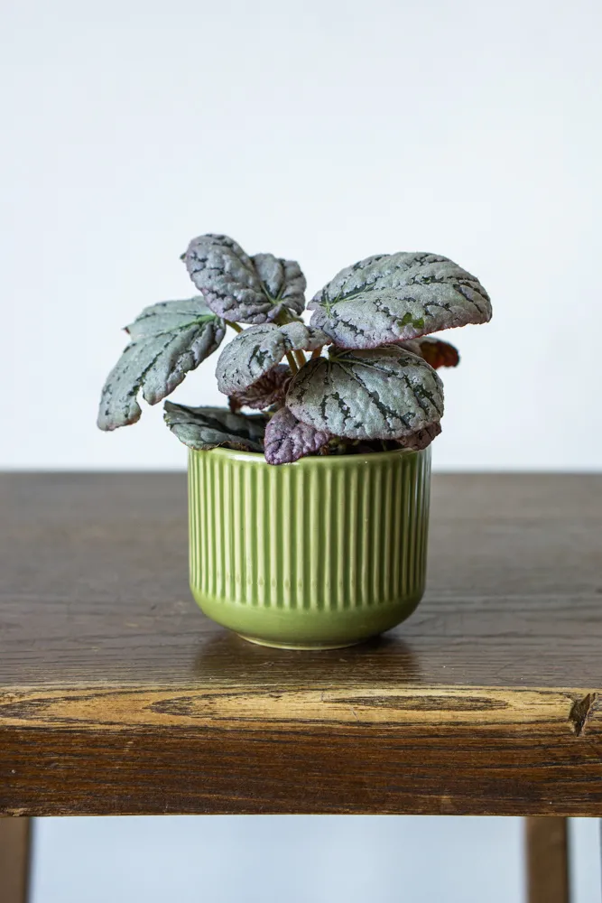Begonia rex 'Chayo'