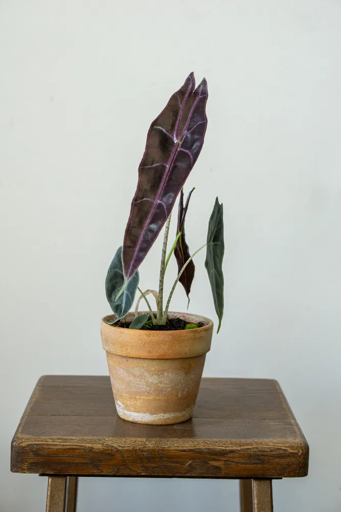 Alocasia Longiloba Purple