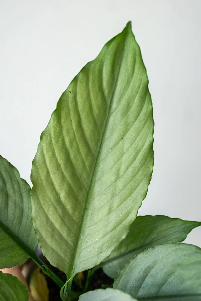 Spathiphyllum Blue Ice