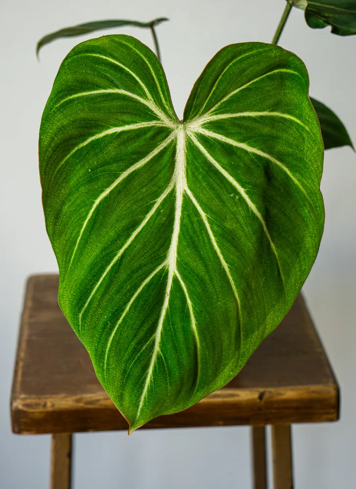 Philodendron gloriosum 'Zebra'