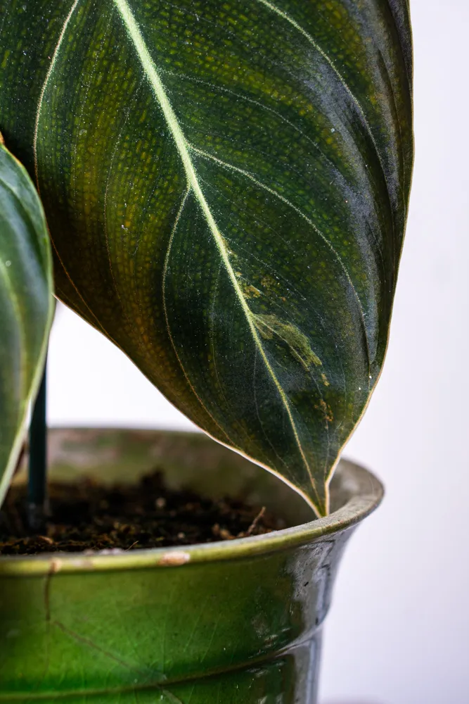 🦄✨ Philodendron Melanochrysum variegata (unicorn) - (03)