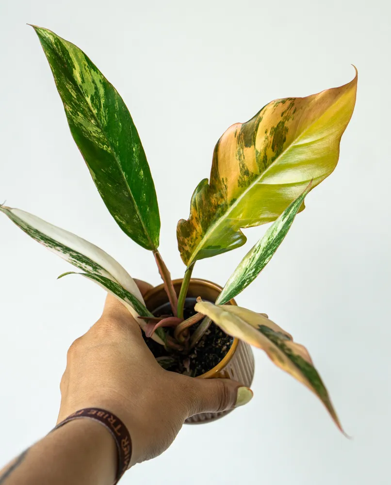 🍂 Baby Philodendron Caramel Marble (konkrétny kus)