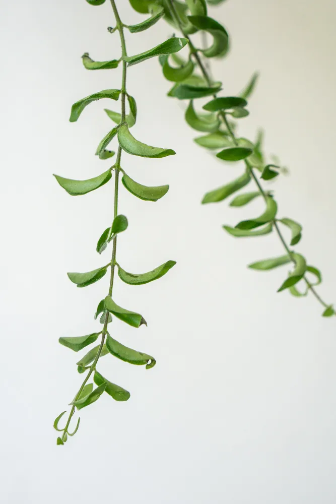 Aeschynanthus Japhrolepis "Twister"