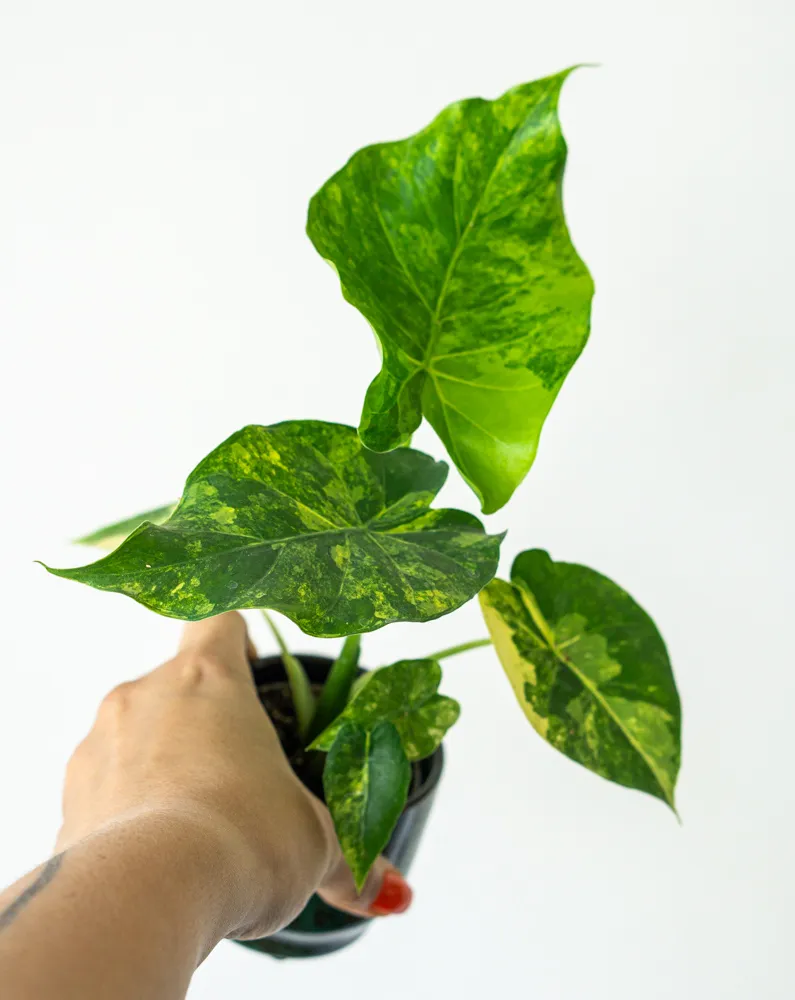Alocasia macrorrhiza Aurea variegata