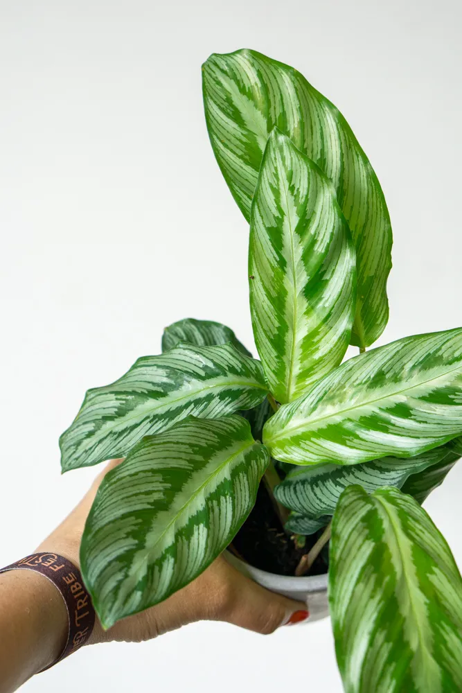 Baby Calathea Silverstar