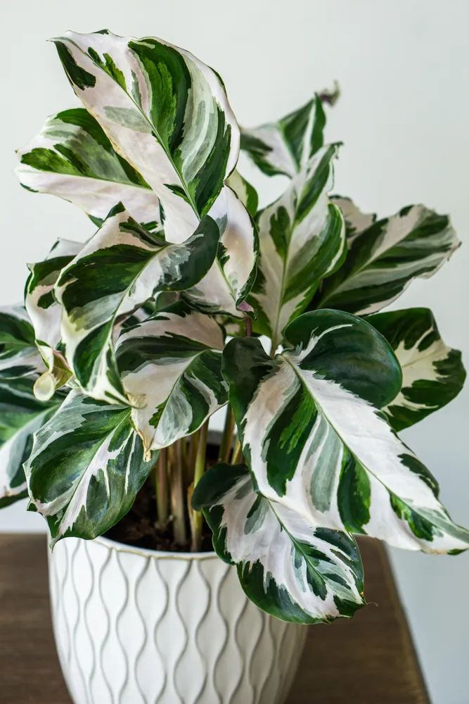 Calathea 'White Fusion' (Zachráň ma)