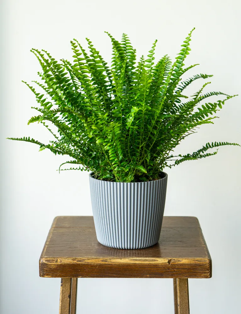Nephrolepis Green Moment