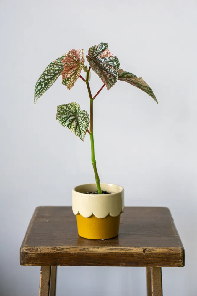 Begonia 'Snowcap' Variegata (unicorn)