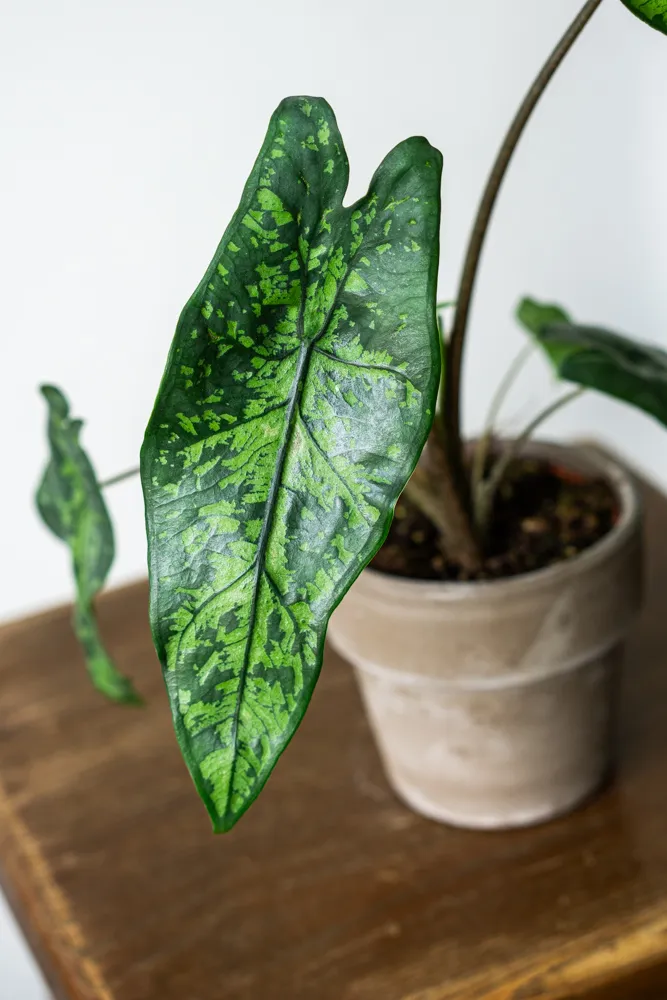 Alocasia boyceana 'Shattered Glass' (Zachráň ma)