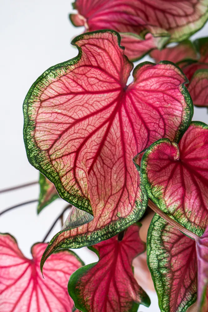 Caladium Sweetheart