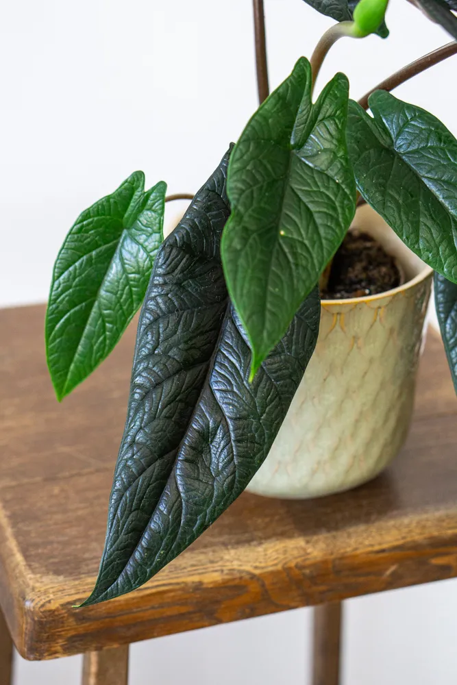 Alocasia Scalprum