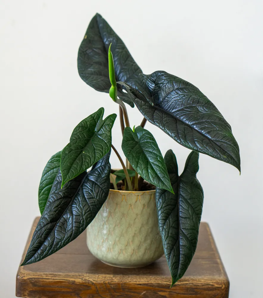 Alocasia Scalprum