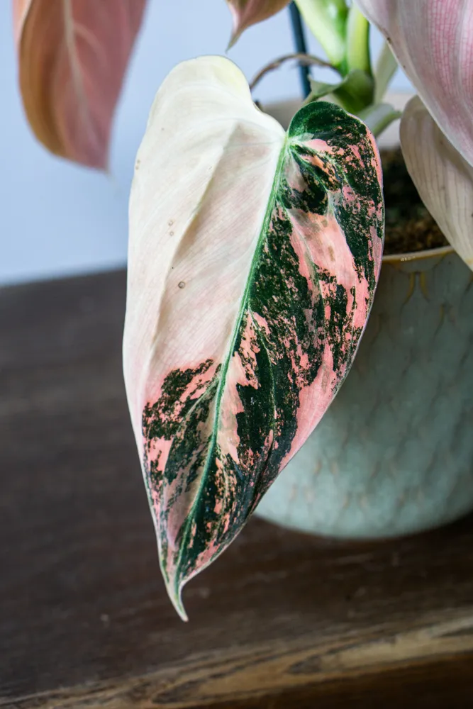 🦄✨ Philodendron Melanochrysum variegata (unicorn) - (02)