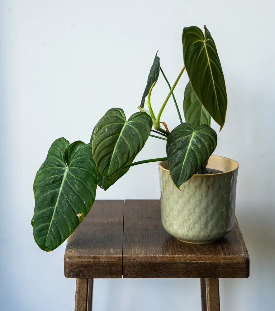 Philodendron Glorious