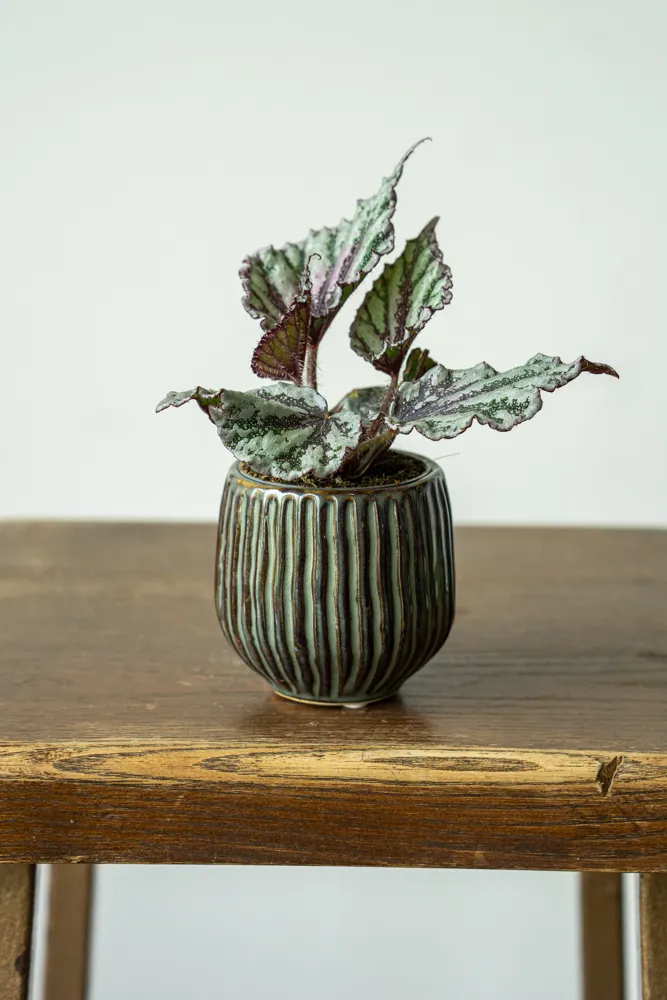 Begonia rex 'Dew Drop'