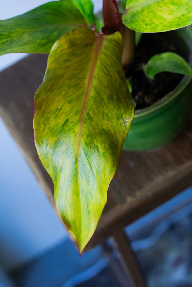 Philodendron Orange Marmalade