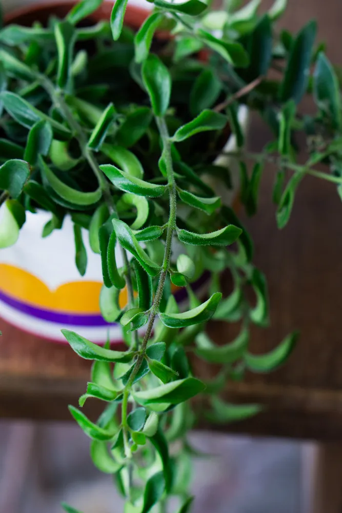 Aeschynanthus Japhrolepis "Twister"