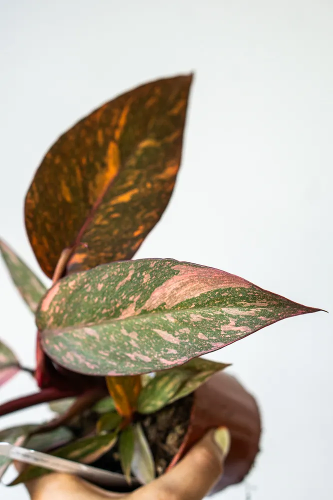 Philodendron Orange Princess - UNICORN