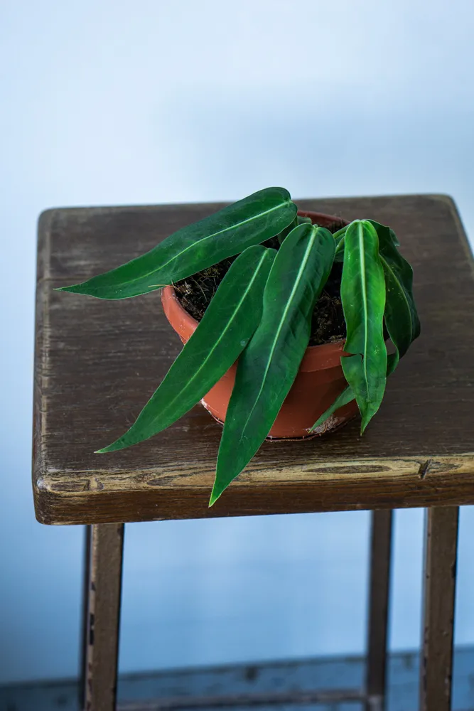 Anthurium Pallidiflorum