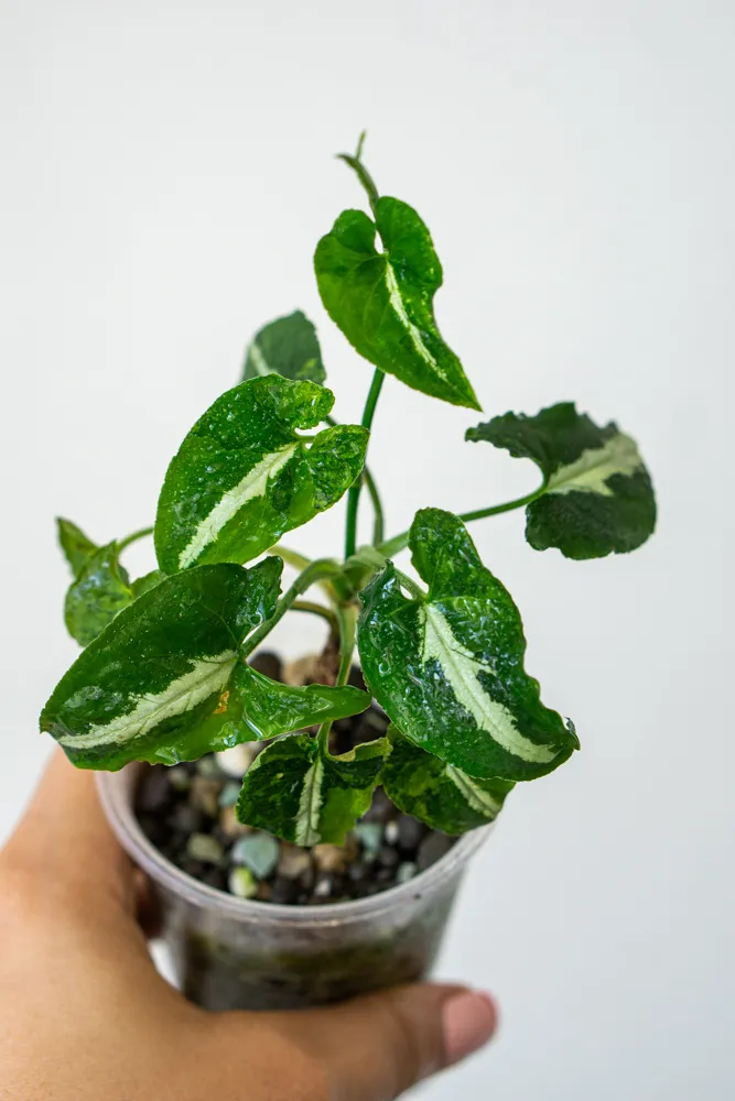 Syngonium Wendlandii Aurea variegatum (v Poňáku)