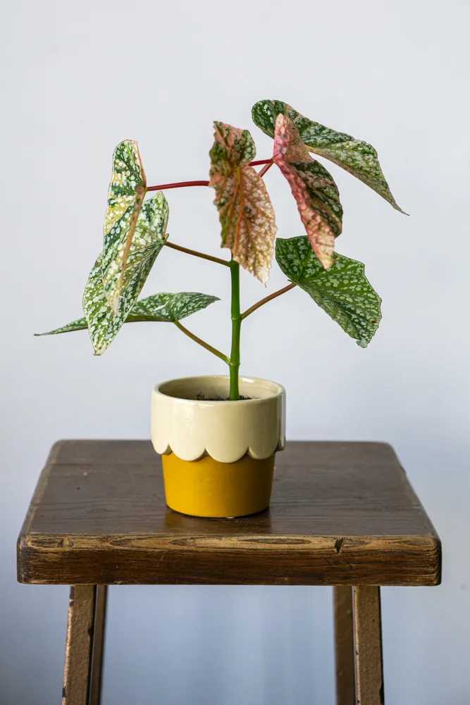 Begonia 'Snowcap' Variegata (unicorn)