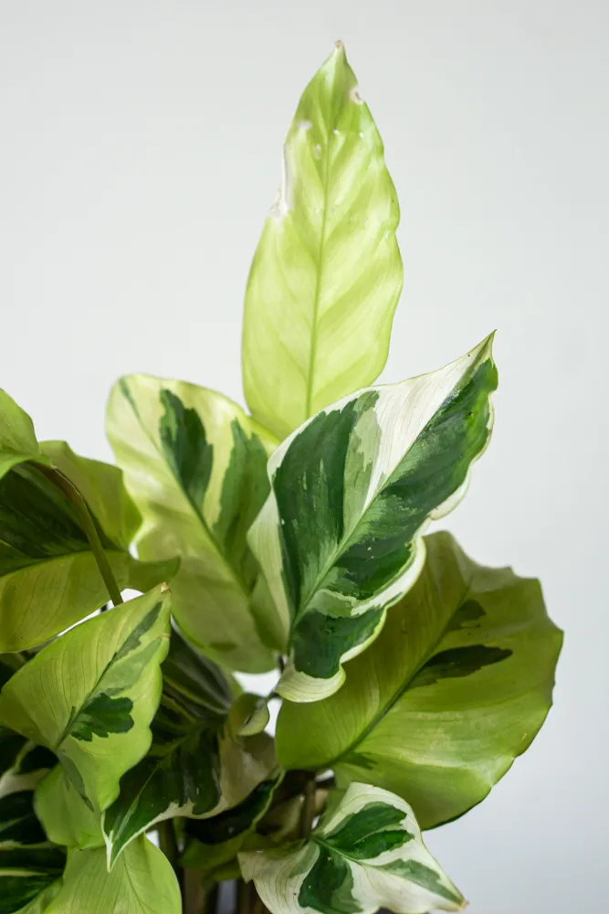 Baby Calathea Fusion Yellow