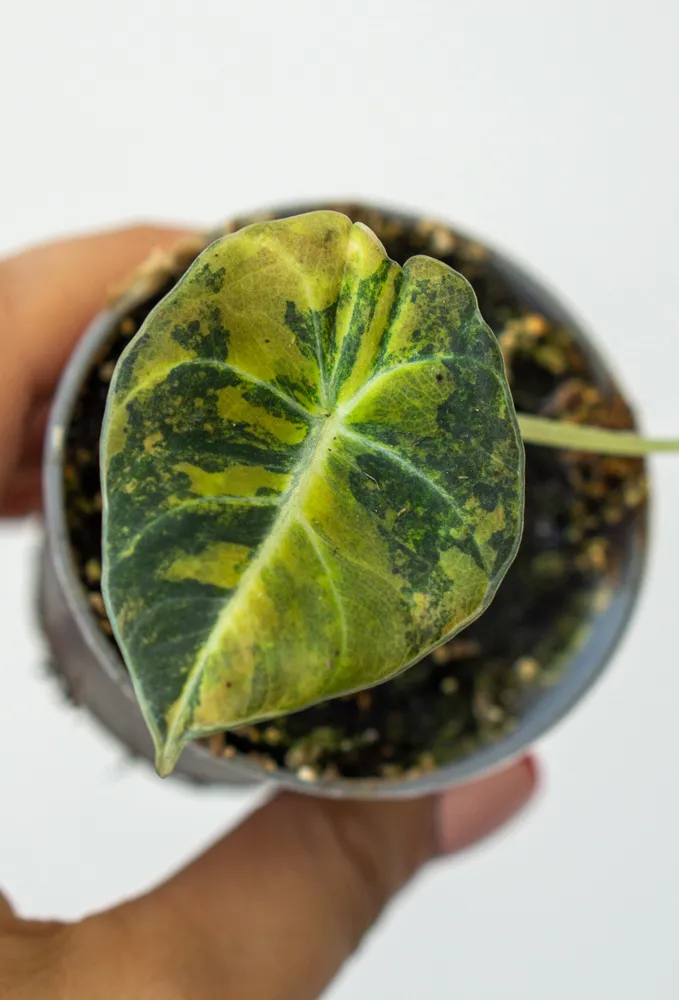 Baby Alocasia Black Velvet Aurea variegata