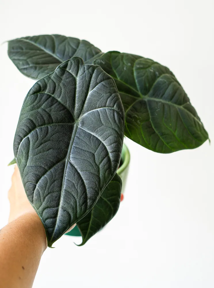 Alocasia Maharani