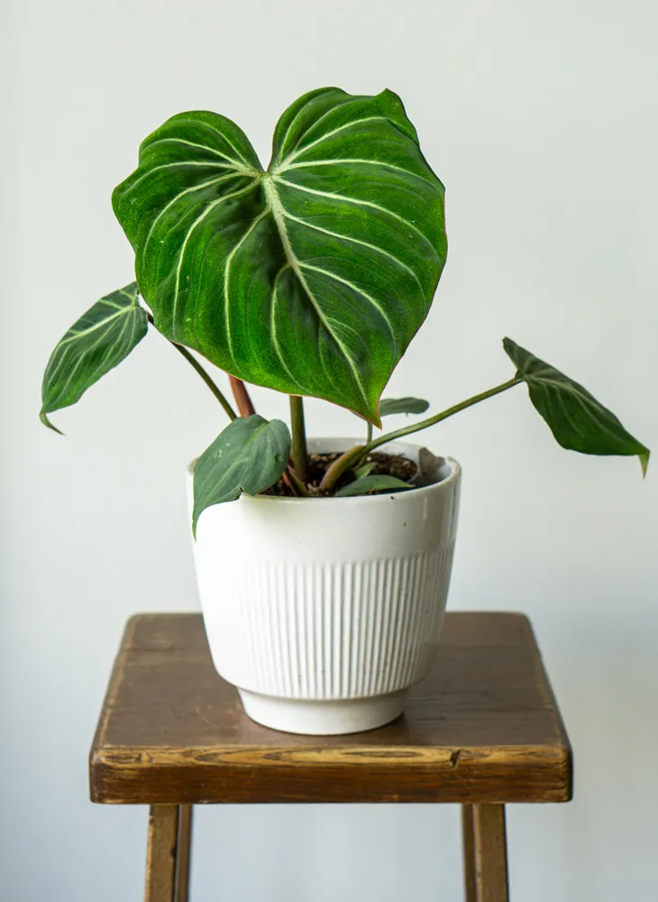 Philodendron gloriosum 'Zebra'