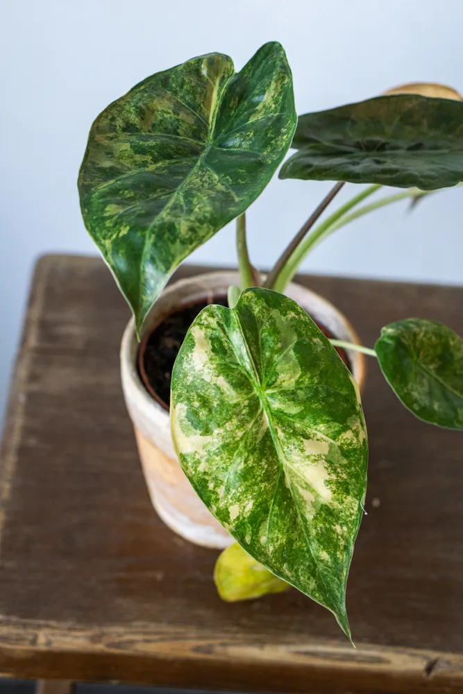 Alocasia Wentii Aurea variegata