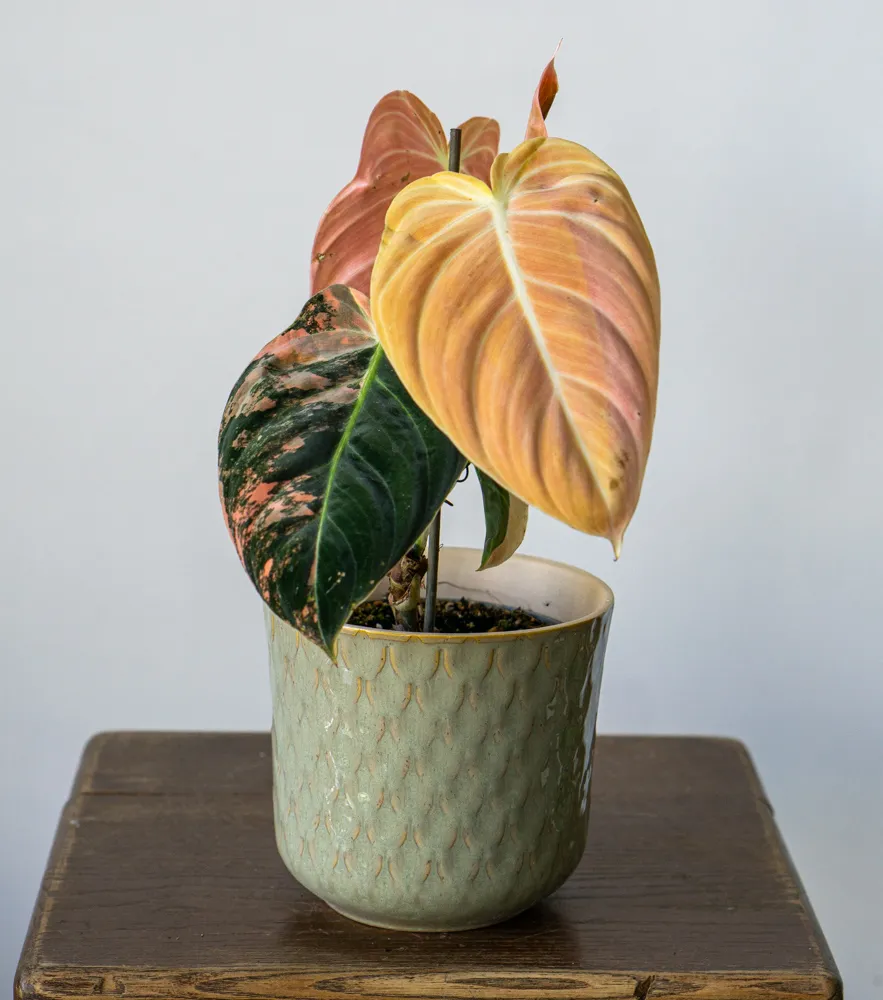 🦄✨ Philodendron Melanochrysum variegata (unicorn) - (01)