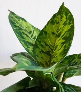 Homalomena Camouflage (Zachráň ma)