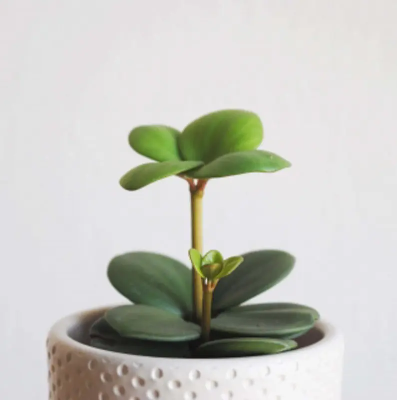 Baby Peperomia Hope 